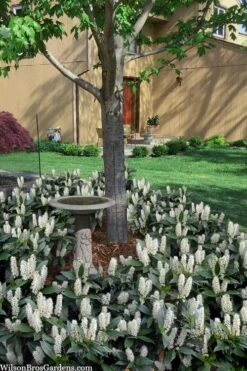 Zabel Laurel (Prunus Laurocersasus 'Zabeliana') - 6 Pack Of 1 Gallon Pots 8 Zabel Laurel (Prunus Laurocersasus 'Zabeliana') - 6 Pack Of 1 Gallon Pots -Botanica Tree Store prunus laurocerasus zabeliana zabel cherry laurel 2