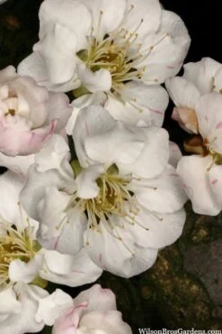 Fragrant Snow Japanese Flowering Apricot (Prunus Mume) - 2 Gallon Pot 11 Fragrant Snow Japanese Flowering Apricot (Prunus Mume) - 2 Gallon Pot -Botanica Tree Store prunus mume fragrant snow japanese flowering apricot 2