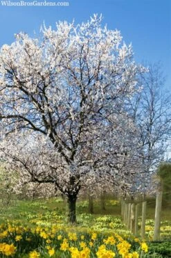 Fragrant Snow Japanese Flowering Apricot (Prunus Mume) - 2 Gallon Pot 9 Fragrant Snow Japanese Flowering Apricot (Prunus Mume) - 2 Gallon Pot -Botanica Tree Store prunus mume fragrant snow japanese flowering apricot 7