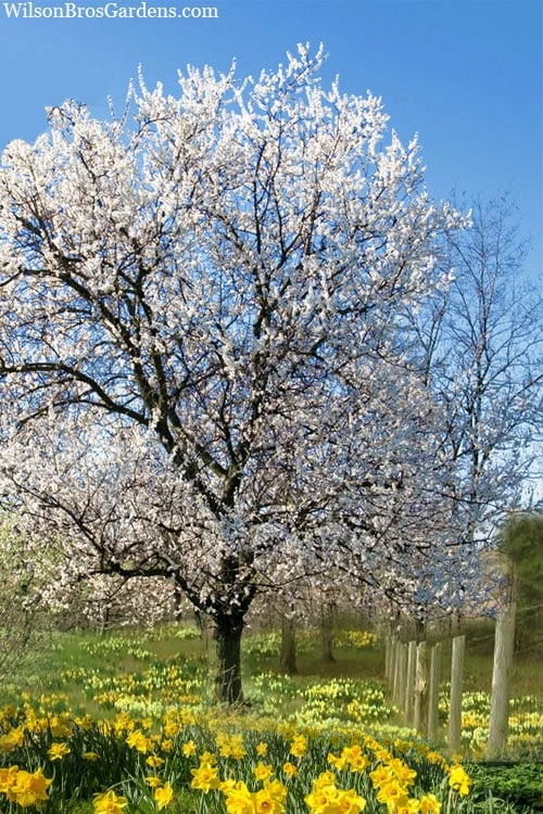 Fragrant Snow Japanese Flowering Apricot (Prunus Mume) - 2 Gallon Pot 4 Fragrant Snow Japanese Flowering Apricot (Prunus Mume) - 2 Gallon Pot - Image 4