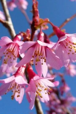 Okame Pink Flowering Cherry Tree - 5 Gallon Pot -Botanica Tree Store prunus okame flowering cherry 4