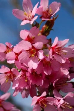 Okame Pink Flowering Cherry Tree - 5 Gallon Pot -Botanica Tree Store prunus okame flowering cherry 6