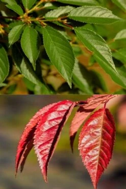 Okame Pink Flowering Cherry Tree - 5 Gallon Pot -Botanica Tree Store prunus okame flowering cherry 7