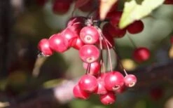 Royal Raindrops Crabapple Tree - 7 Gallon Pot (3-4') -Botanica Tree Store prunus royal raindrops crabapple tree 11