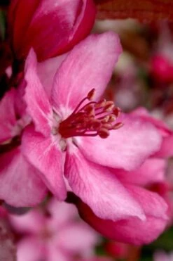 Royal Raindrops Crabapple Tree - 7 Gallon Pot (3-4') -Botanica Tree Store prunus royal raindrops crabapple tree 13