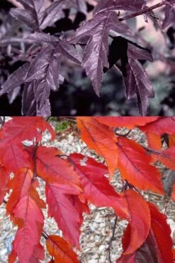 Royal Raindrops Crabapple Tree - 7 Gallon Pot (3-4') -Botanica Tree Store prunus royal raindrops crabapple tree 14
