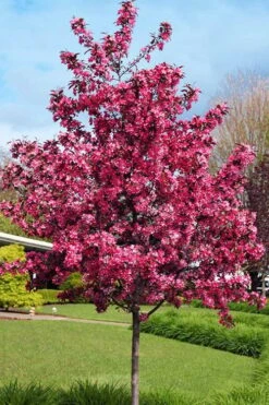 Royal Raindrops Crabapple Tree - 7 Gallon Pot (3-4') -Botanica Tree Store prunus royal raindrops crabapple tree 22