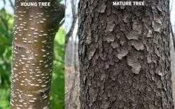 Wild Black Cherry Tree - 1 Gallon Pot -Botanica Tree Store prunus serotina wild black cherry tree 10