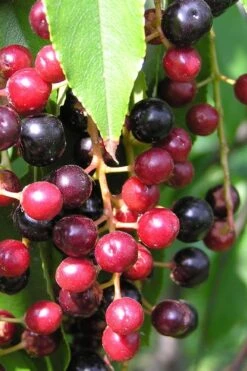 Wild Black Cherry Tree - 3 Gallon Pot -Botanica Tree Store prunus serotina wild black cherry tree 4 1