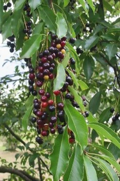 Wild Black Cherry Tree - 3 Gallon Pot -Botanica Tree Store prunus serotina wild black cherry tree 5 1