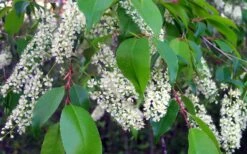 Wild Black Cherry Tree - 1 Gallon Pot -Botanica Tree Store prunus serotina wild black cherry tree 8