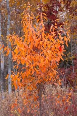 Wild Black Cherry Tree - 1 Gallon Pot -Botanica Tree Store prunus serotina wild black cherry tree 9