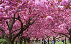 Kwanzan Pink Double Flowering Cherry Tree - 3 Gallon Pot -Botanica Tree Store prunus serrulata kwansan flowering cherry 10