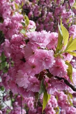 Kwanzan Pink Double Flowering Cherry Tree - 3 Gallon Pot -Botanica Tree Store prunus serrulata kwansan flowering cherry 13