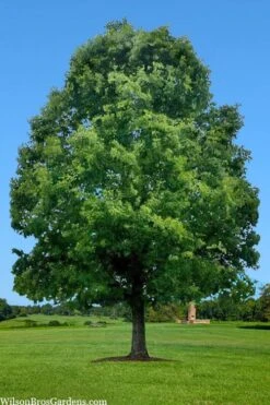 White Oak Tree (Quercus Alba) - 3 Pack Of 1.5 Quart Pots -Botanica Tree Store quercus alba white oak tree 1