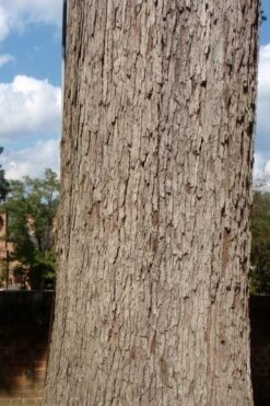 White Oak Tree (Quercus Alba) - 3 Pack Of 1.5 Quart Pots -Botanica Tree Store quercus alba white oak tree 10