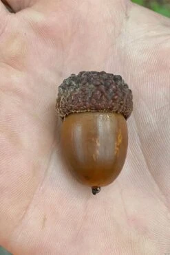 White Oak Tree (Quercus Alba) - 3 Pack Of 1.5 Quart Pots -Botanica Tree Store quercus alba white oak tree 12