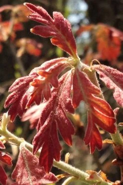 White Oak Tree (Quercus Alba) - 3 Pack Of 1.5 Quart Pots -Botanica Tree Store quercus alba white oak tree 15