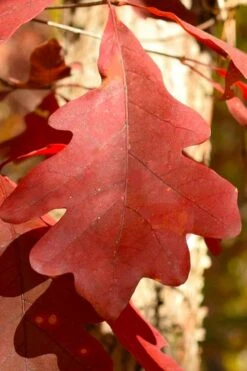 White Oak Tree (Quercus Alba) - 3 Pack Of 1.5 Quart Pots -Botanica Tree Store quercus alba white oak tree 8