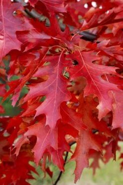 Scarlet Oak Tree (Quercus Coccinea) - 1 Gallon Pot 9 Scarlet Oak Tree (Quercus Coccinea) - 1 Gallon Pot -Botanica Tree Store quercus coccinea scarlet oak 11