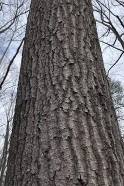 Scarlet Oak Tree (Quercus Coccinea) - 1 Gallon Pot 10 Scarlet Oak Tree (Quercus Coccinea) - 1 Gallon Pot -Botanica Tree Store quercus coccinea scarlet oak bark trunk 11