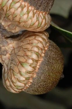 American Elm Tree (Ulmus Americana) - 3 Gallon Pot -Botanica Tree Store quercus falcata southern red oak 1 1