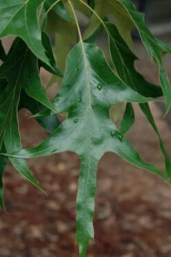 Southern Red Oak Tree (Quercus Falcata) - 3 Gallon Pot -Botanica Tree Store quercus falcata southern red oak 2 1