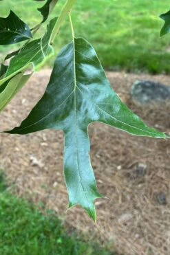 Southern Red Oak Tree (Quercus Falcata) - 3 Gallon Pot -Botanica Tree Store quercus falcata southern red oak 3