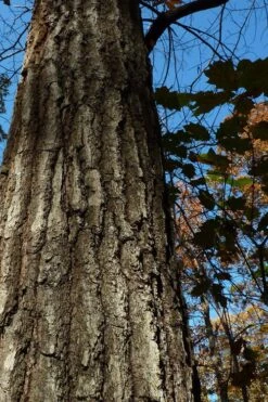 American Elm Tree (Ulmus Americana) - 3 Gallon Pot -Botanica Tree Store quercus falcata southern red oak 4 1