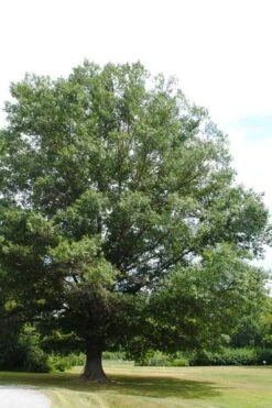American Elm Tree (Ulmus Americana) - 3 Gallon Pot -Botanica Tree Store quercus falcata southern red oak 5 1