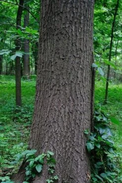 American Elm Tree (Ulmus Americana) - 3 Gallon Pot -Botanica Tree Store quercus falcata southern red oak 6 1