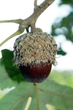 Mossycup Bur Oak Tree (Quercus Macrocarpa) - 1 Gallon Pot 17 Mossycup Bur Oak Tree (Quercus Macrocarpa) - 1 Gallon Pot -Botanica Tree Store quercus macrocarpa bur oak 1