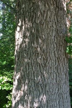 Mossycup Bur Oak Tree (Quercus Macrocarpa) - 1 Gallon Pot 22 Mossycup Bur Oak Tree (Quercus Macrocarpa) - 1 Gallon Pot -Botanica Tree Store quercus macrocarpa bur oak 10