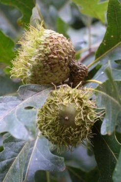 Mossycup Bur Oak Tree (Quercus Macrocarpa) - 1 Gallon Pot 19 Mossycup Bur Oak Tree (Quercus Macrocarpa) - 1 Gallon Pot -Botanica Tree Store quercus macrocarpa bur oak 2