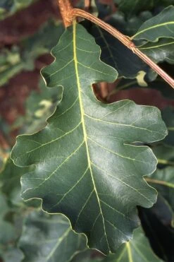 Mossycup Bur Oak Tree (Quercus Macrocarpa) - 1 Gallon Pot 15 Mossycup Bur Oak Tree (Quercus Macrocarpa) - 1 Gallon Pot -Botanica Tree Store quercus macrocarpa bur oak 3