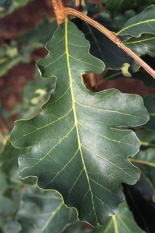 Mossycup Bur Oak Tree (Quercus Macrocarpa) - 1 Gallon Pot 4 Mossycup Bur Oak Tree (Quercus Macrocarpa) - 1 Gallon Pot - Image 4