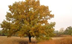 Mossycup Bur Oak Tree (Quercus Macrocarpa) - 1 Gallon Pot 21 Mossycup Bur Oak Tree (Quercus Macrocarpa) - 1 Gallon Pot -Botanica Tree Store quercus macrocarpa bur oak 4