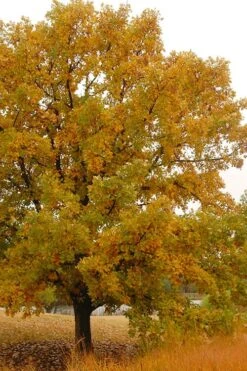 Mossycup Bur Oak Tree (Quercus Macrocarpa) - 1 Gallon Pot 18 Mossycup Bur Oak Tree (Quercus Macrocarpa) - 1 Gallon Pot -Botanica Tree Store quercus macrocarpa bur oak 5