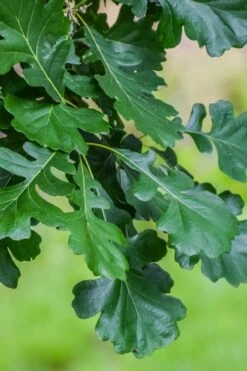 Mossycup Bur Oak Tree (Quercus Macrocarpa) - 1 Gallon Pot 20 Mossycup Bur Oak Tree (Quercus Macrocarpa) - 1 Gallon Pot -Botanica Tree Store quercus macrocarpa bur oak 6