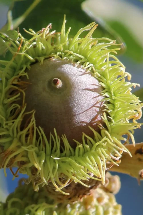 Mossycup Bur Oak Tree (Quercus Macrocarpa) - 1 Gallon Pot 1 Mossycup Bur Oak Tree (Quercus Macrocarpa) - 1 Gallon Pot