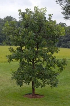 Mossycup Bur Oak Tree (Quercus Macrocarpa) - 1 Gallon Pot 23 Mossycup Bur Oak Tree (Quercus Macrocarpa) - 1 Gallon Pot -Botanica Tree Store quercus macrocarpa bur oak 8