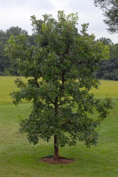 Mossycup Bur Oak Tree (Quercus Macrocarpa) - 1 Gallon Pot 12 Mossycup Bur Oak Tree (Quercus Macrocarpa) - 1 Gallon Pot - Image 12
