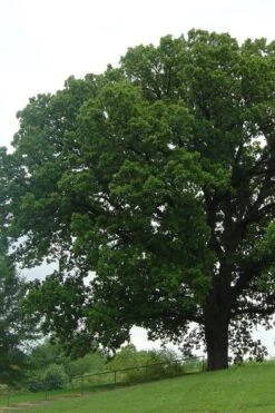 Mossycup Bur Oak Tree (Quercus Macrocarpa) - 1 Gallon Pot 16 Mossycup Bur Oak Tree (Quercus Macrocarpa) - 1 Gallon Pot -Botanica Tree Store quercus macrocarpa bur oak 9