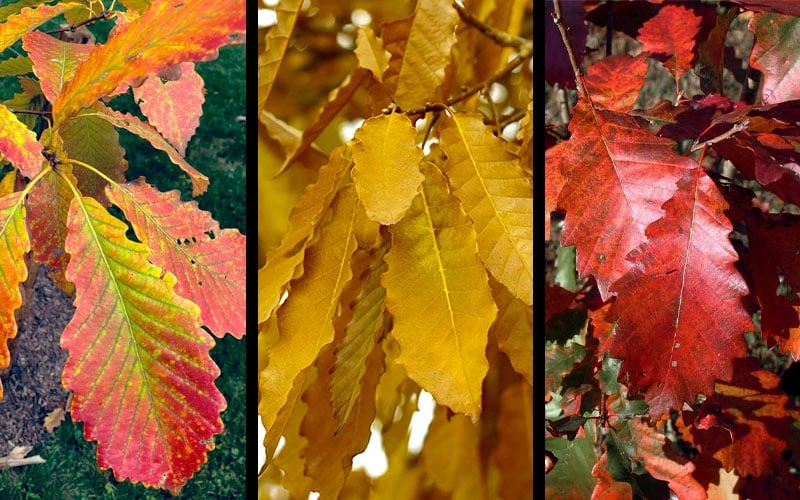 Chinkapin Oak Tree (Quercus Muehlenbergii) - 3 Pack Of 1.5 Quart Pots 4 Chinkapin Oak Tree (Quercus Muehlenbergii) - 3 Pack Of 1.5 Quart Pots - Image 4