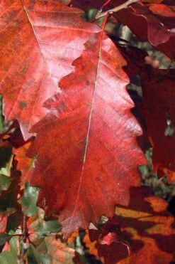 Chinkapin Oak Tree (Quercus Muehlenbergii) - 3 Pack Of 1.5 Quart Pots 17 Chinkapin Oak Tree (Quercus Muehlenbergii) - 3 Pack Of 1.5 Quart Pots -Botanica Tree Store quercus muehlenbergii chinkapin oak tree 2