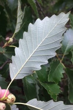 Chinkapin Oak Tree (Quercus Muehlenbergii) - 3 Pack Of 1.5 Quart Pots 13 Chinkapin Oak Tree (Quercus Muehlenbergii) - 3 Pack Of 1.5 Quart Pots -Botanica Tree Store quercus muehlenbergii chinkapin oak tree 6