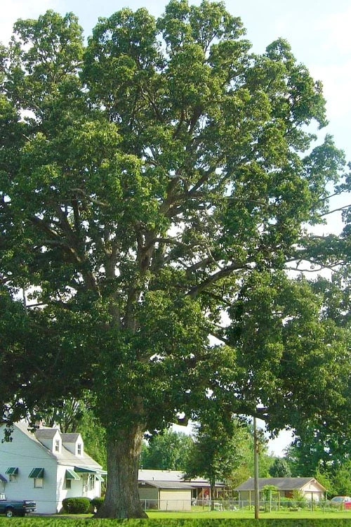 Chinkapin Oak Tree (Quercus Muehlenbergii) - 3 Pack Of 1.5 Quart Pots 3 Chinkapin Oak Tree (Quercus Muehlenbergii) - 3 Pack Of 1.5 Quart Pots - Image 3