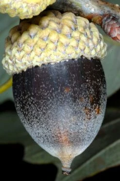 Chinkapin Oak Tree (Quercus Muehlenbergii) - 3 Pack Of 1.5 Quart Pots 14 Chinkapin Oak Tree (Quercus Muehlenbergii) - 3 Pack Of 1.5 Quart Pots -Botanica Tree Store quercus muehlenbergii chinkapin oak tree 8