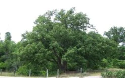 Chinkapin Oak Tree (Quercus Muehlenbergii) - 3 Pack Of 1.5 Quart Pots 15 Chinkapin Oak Tree (Quercus Muehlenbergii) - 3 Pack Of 1.5 Quart Pots -Botanica Tree Store quercus muehlenbergii chinkapin oak tree 9