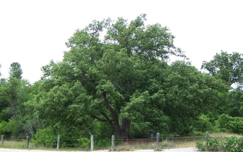 Chinkapin Oak Tree (Quercus Muehlenbergii) - 3 Pack Of 1.5 Quart Pots 7 Chinkapin Oak Tree (Quercus Muehlenbergii) - 3 Pack Of 1.5 Quart Pots - Image 7